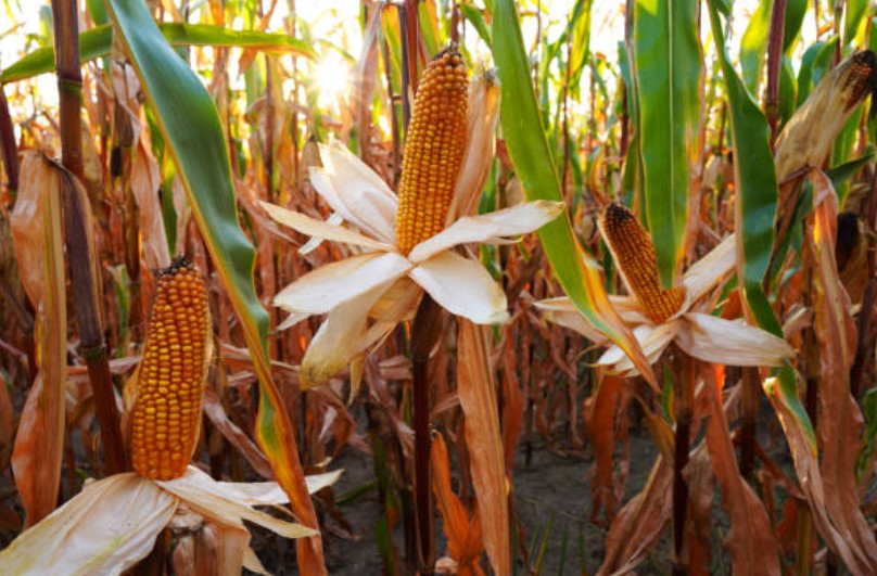 Animated Mississippian Maize