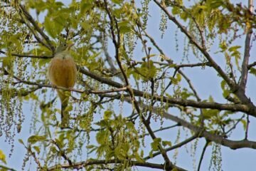 Partridge in a Pear Tree Lotro