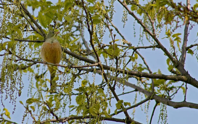 Partridge in a Pear Tree Lotro