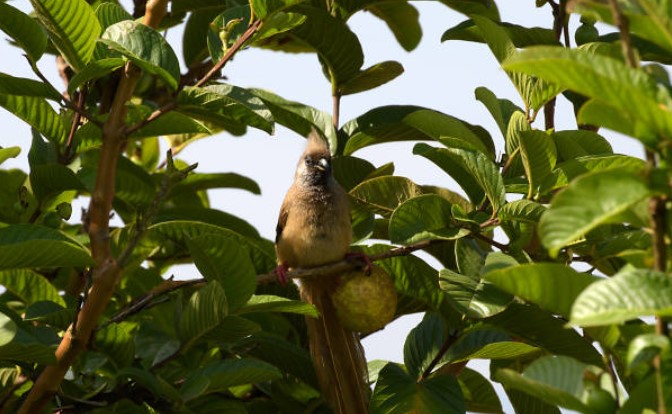 partridge in a pear tree lotro